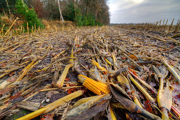 Maize ears left on a muddy field after harvest.